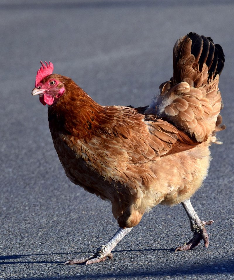 Meilleur jeu chicken road à France